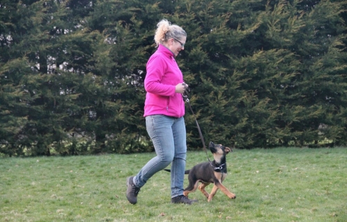 http://www.cunos.nl/wp-content/uploads/2017/12/Puppycursus-500x320.jpg