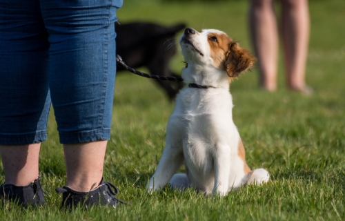 https://www.cunos.nl/wp-content/uploads/2017/12/Puppycursus7-500x320.jpg