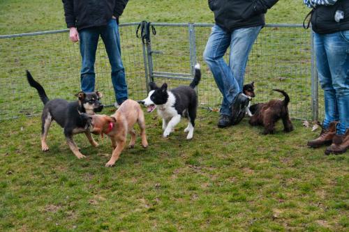 Puppycursus5